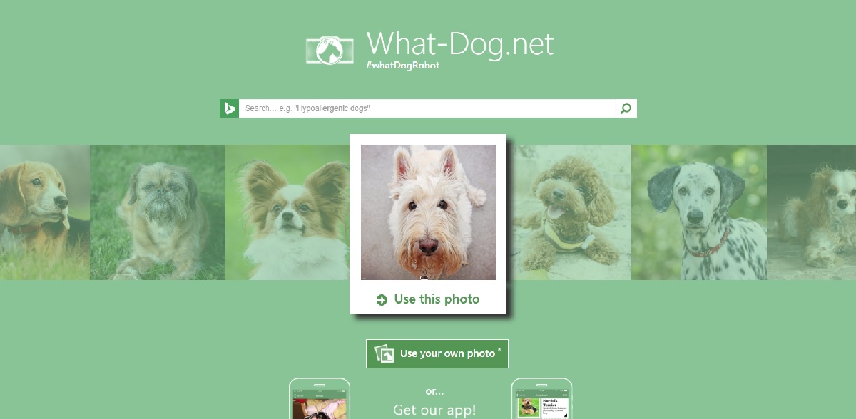 Microsoft lanza Fetch!, app para identificar perros