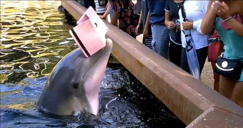 ¿A los Delfines también les gustan los iPads? Video revela sus gustos